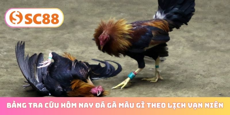 Bảng tra cứu hôm nay đá gà màu gì theo lịch vạn niên