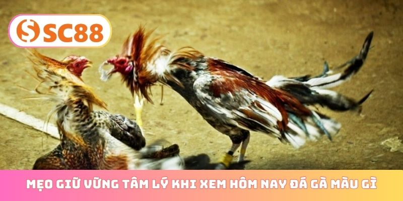 Mẹo giữ vững tâm lý khi xem hôm nay đá gà màu gì